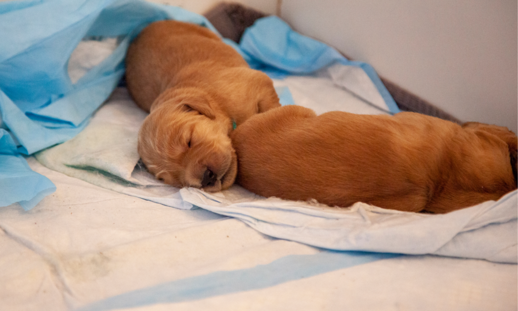 The dog is sleeping on the pad.