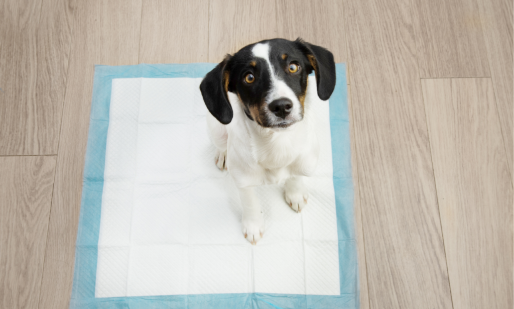 A dog with pad