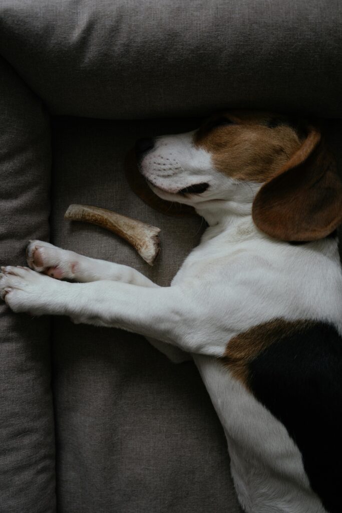 dog sleeping with a bone