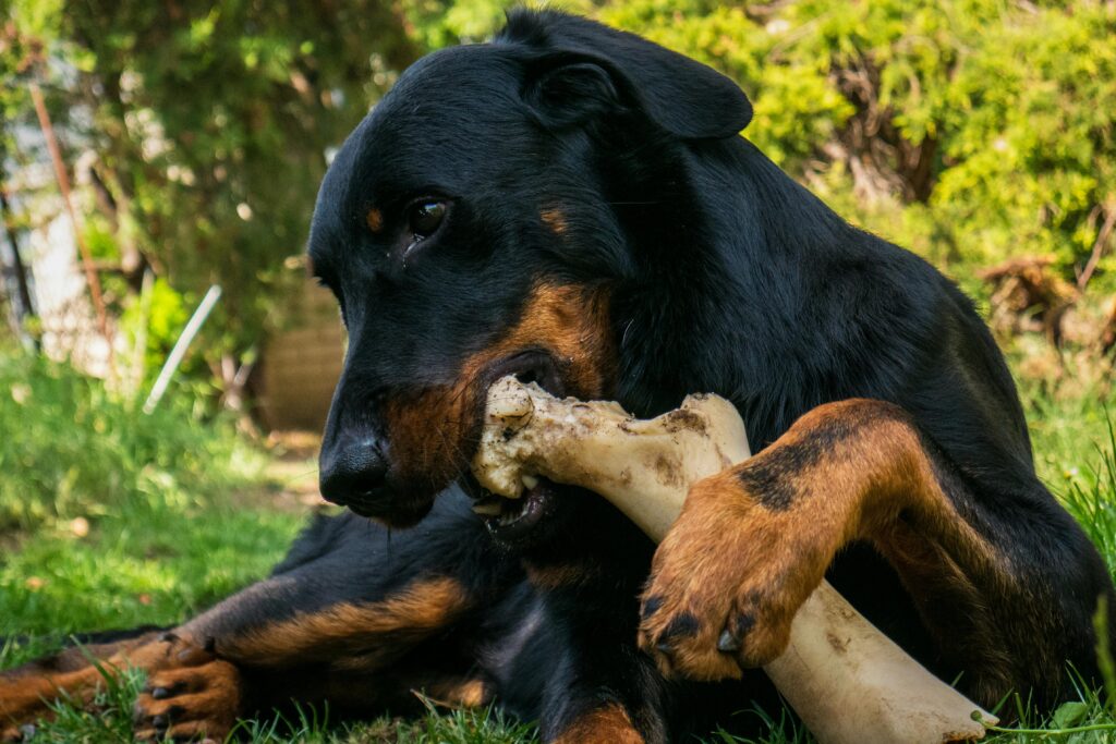 dog eating raw bone