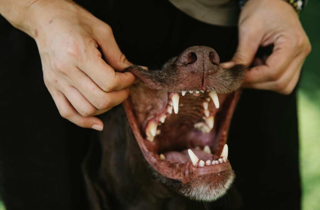 Bully stick-eating dog teeth