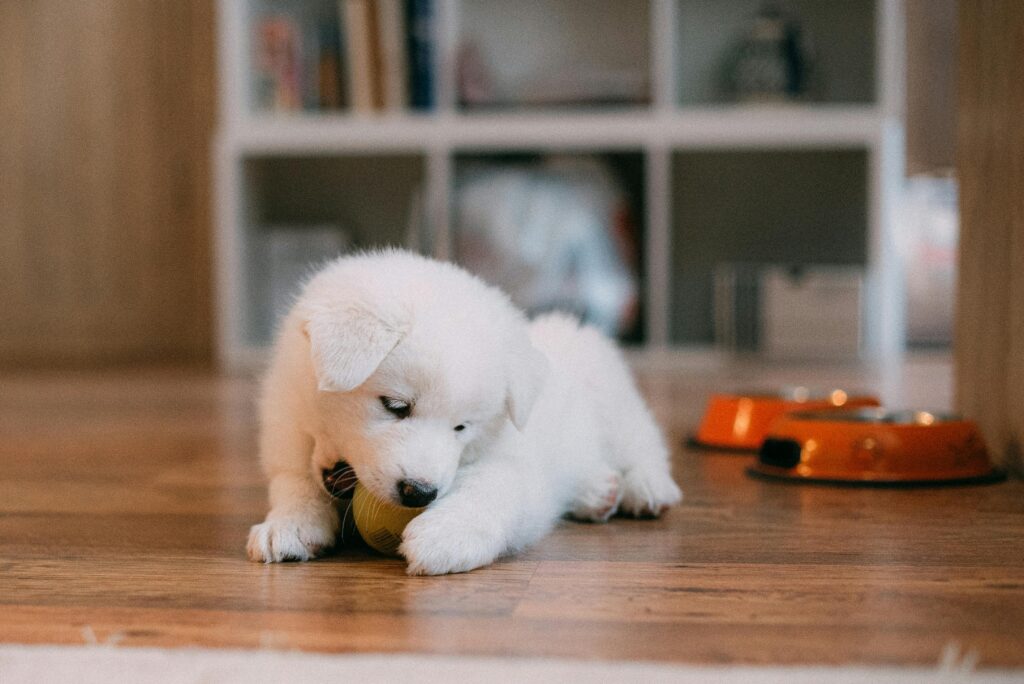 dog is biting the toy