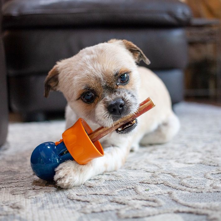 Bully Stick with puppy