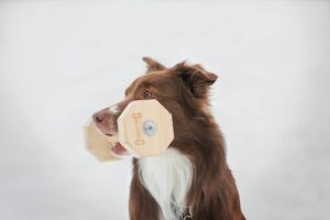 How to Keep Your Dog Healthy