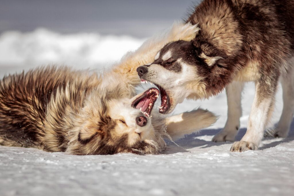 dog barking meaning