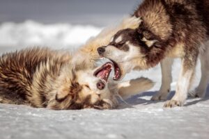 dog barking meaning