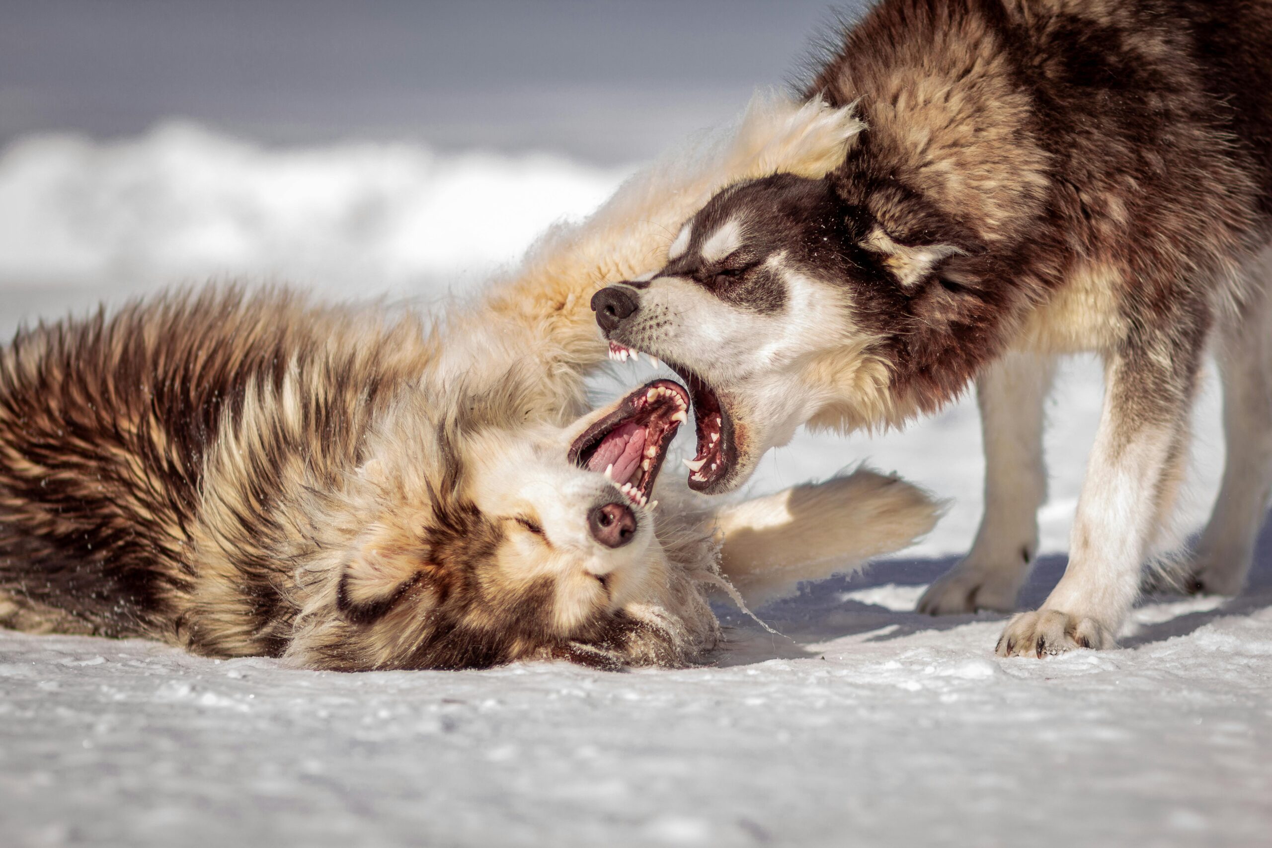 dog barking meaning