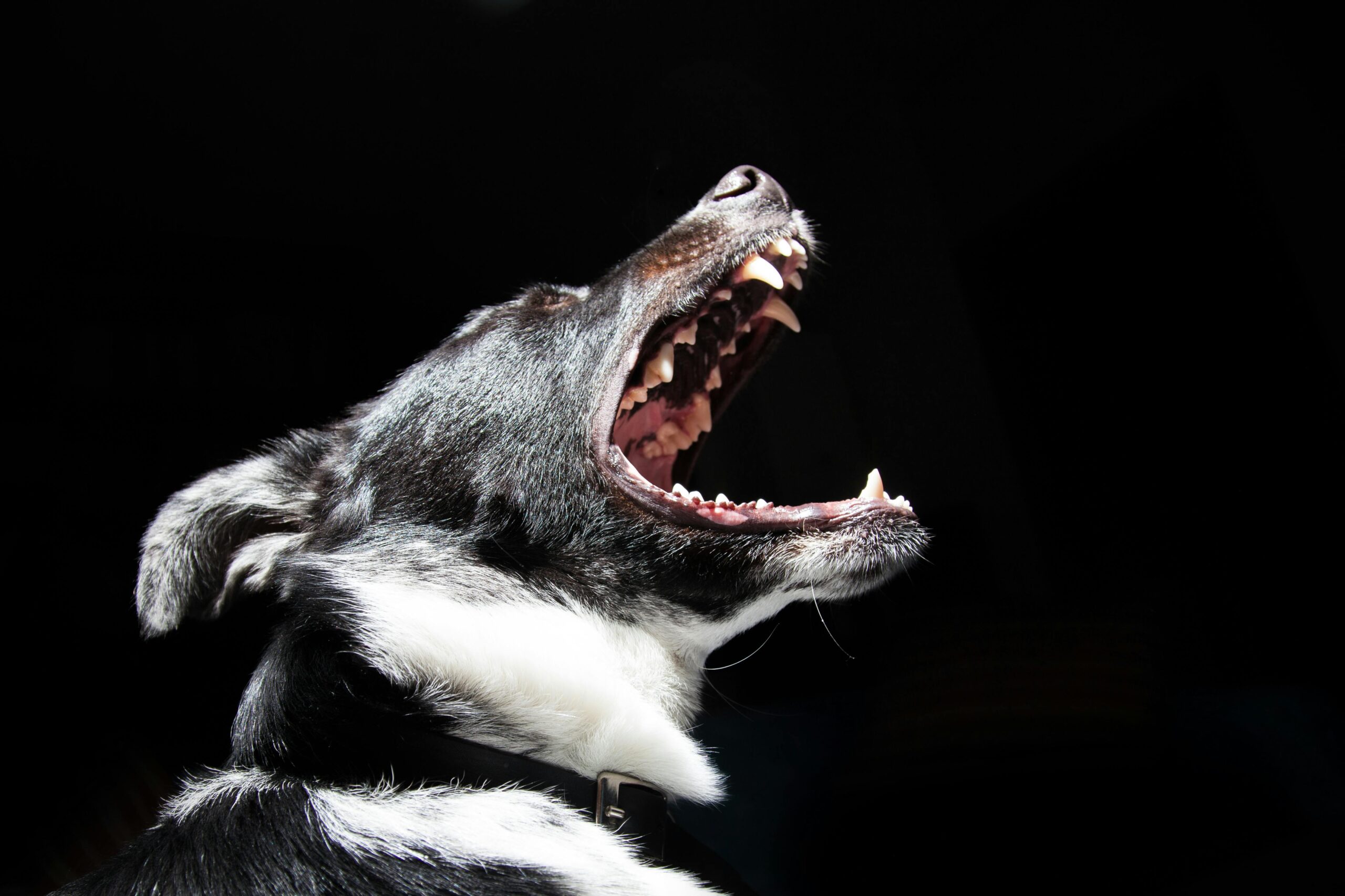 Respecting a dog growl