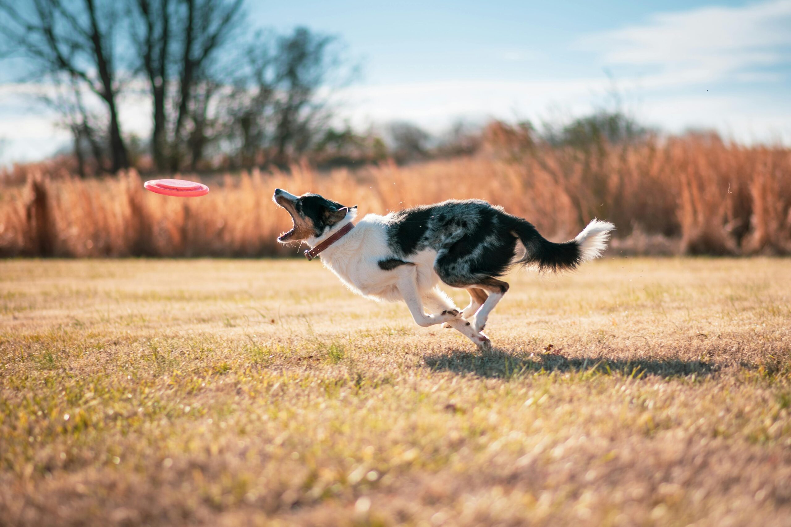 dog training