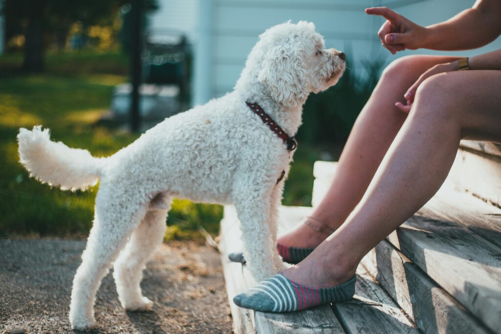 The Secret to Training Your Dog