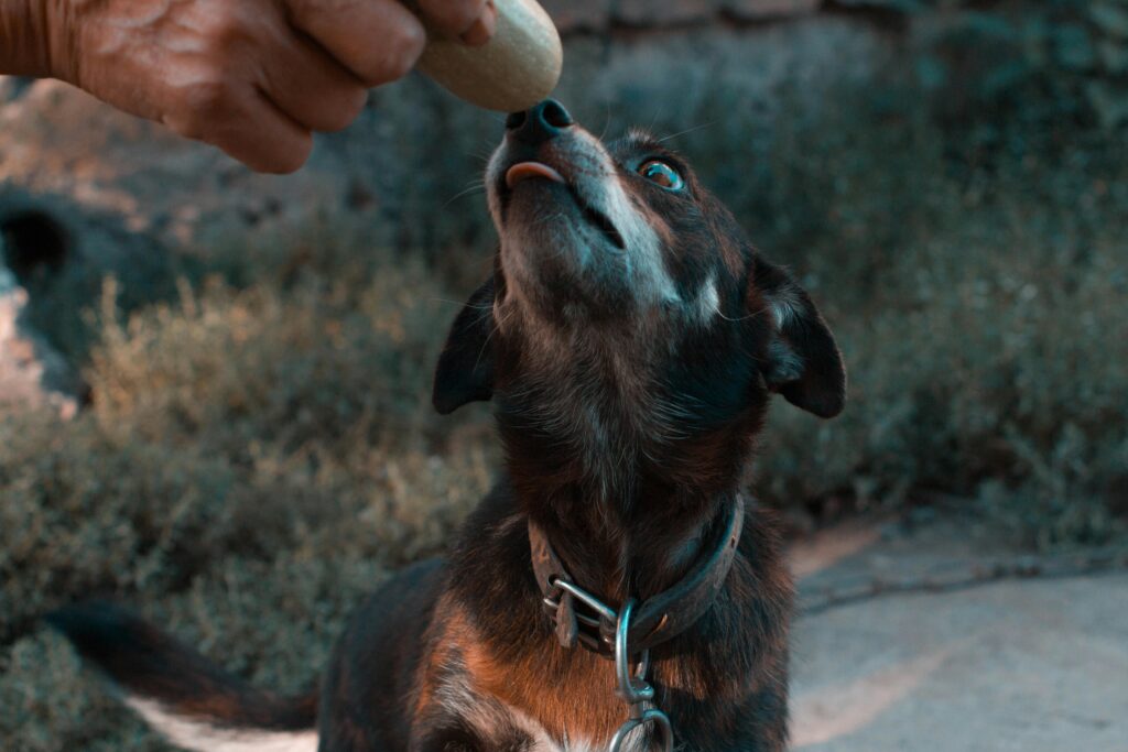 treat-based dog training