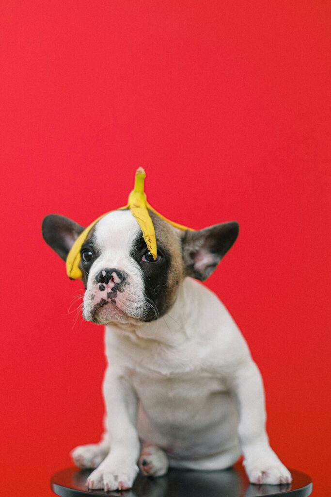 Is Dogs Eat Banana Peels?
