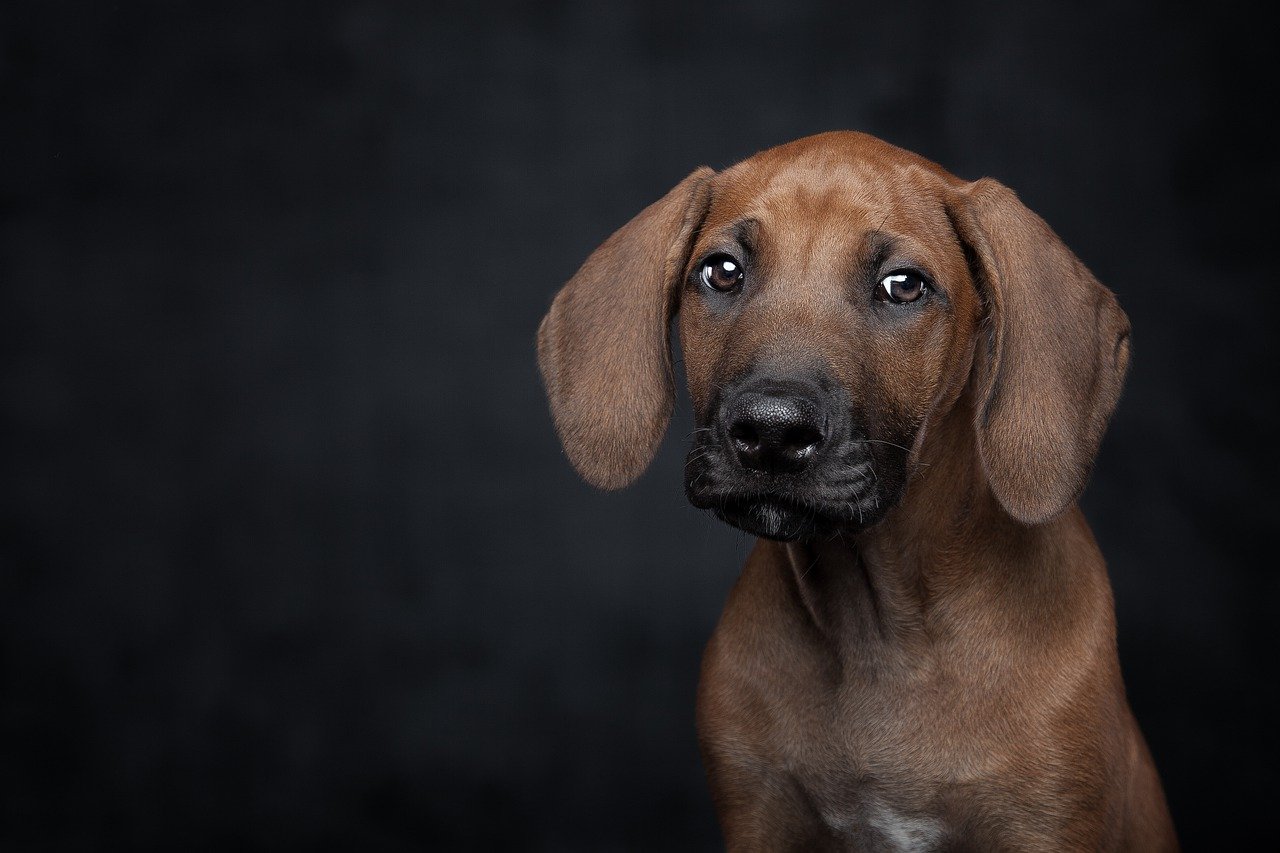 Puppy Without Fur