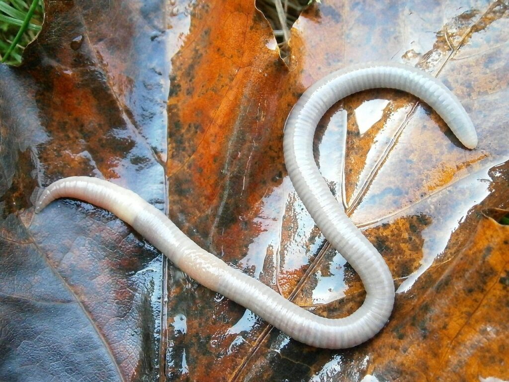 Sample of worms infecting puppies