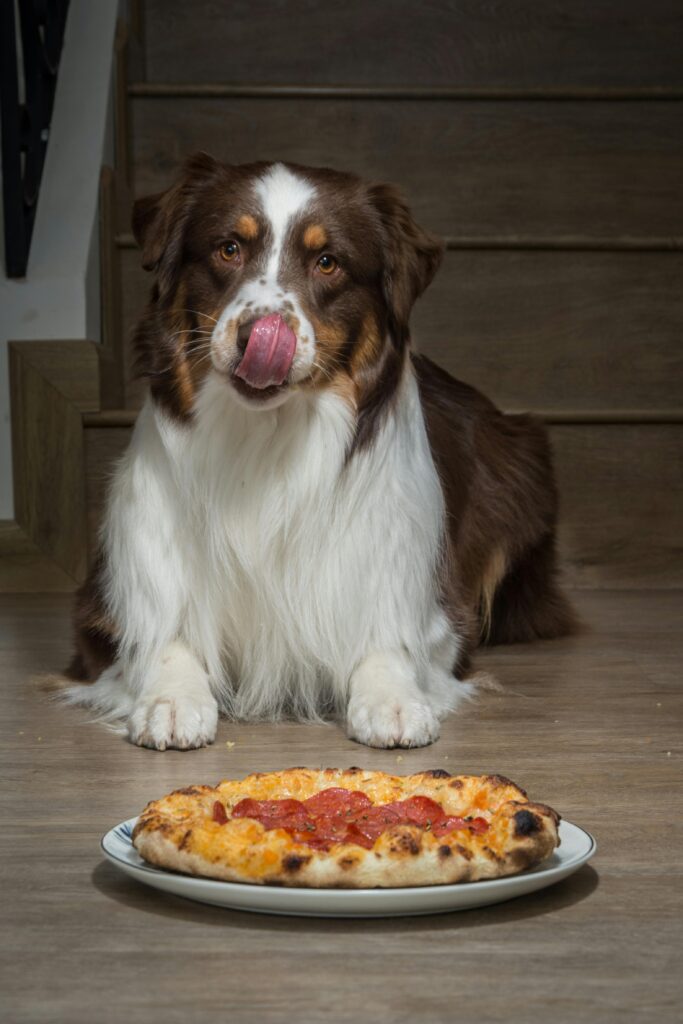 Can Dogs Eat Cheese
