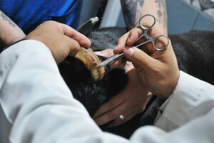 dog yeast infection ear