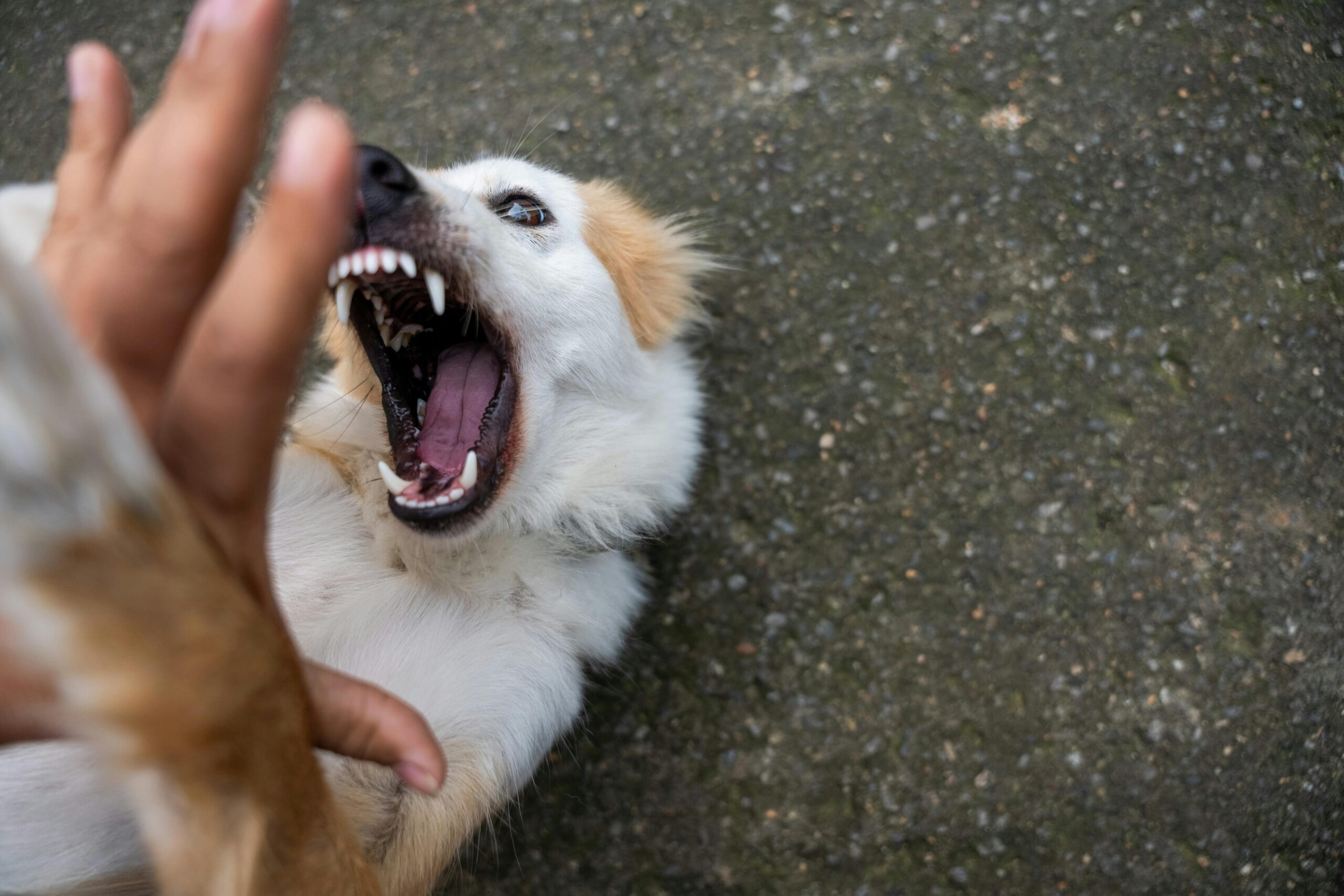 dogs teeth