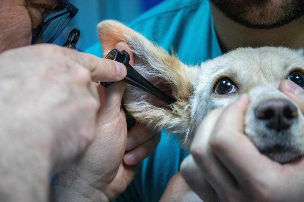 Dog Yeast Infection in Ear