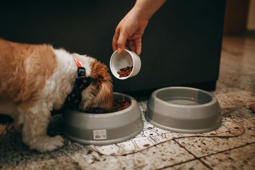 A hand feeds a Shih Tzu puppy in an indoor setting, highlighting pet care and love. overfeeding dogs