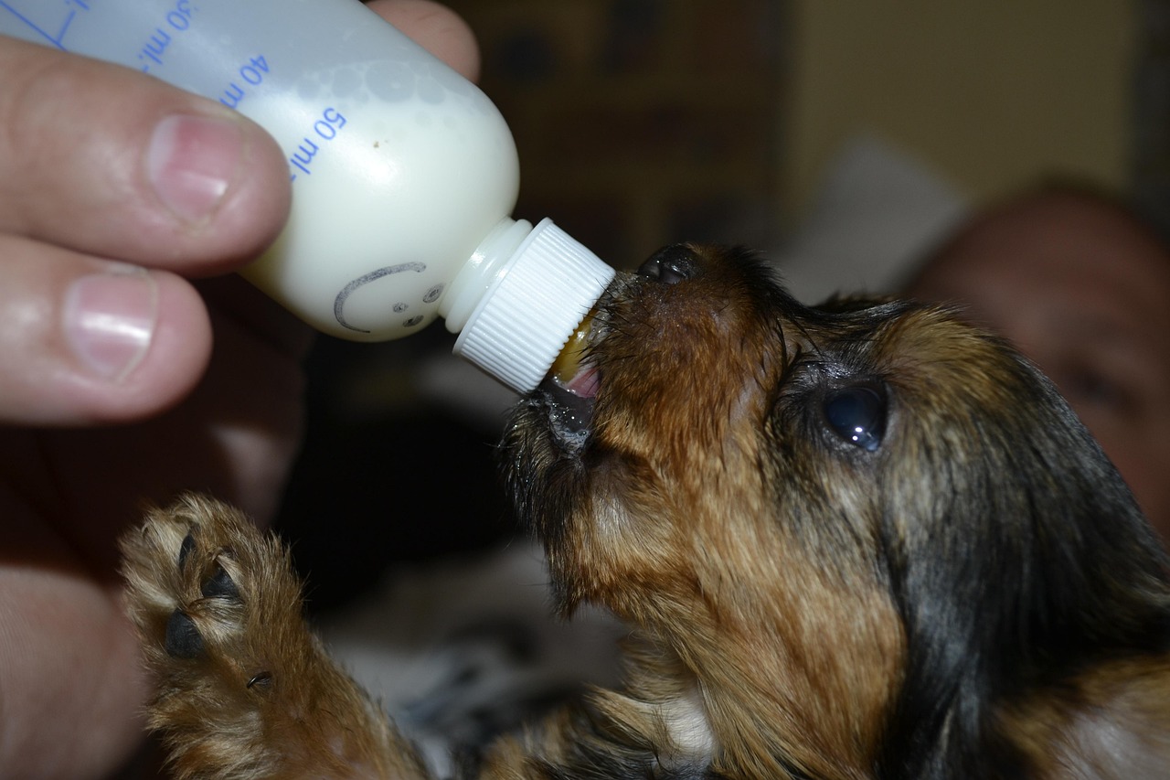 feeding, pets, animal, small, puppy, milk, bottle, nature, brown bottle, brown puppy