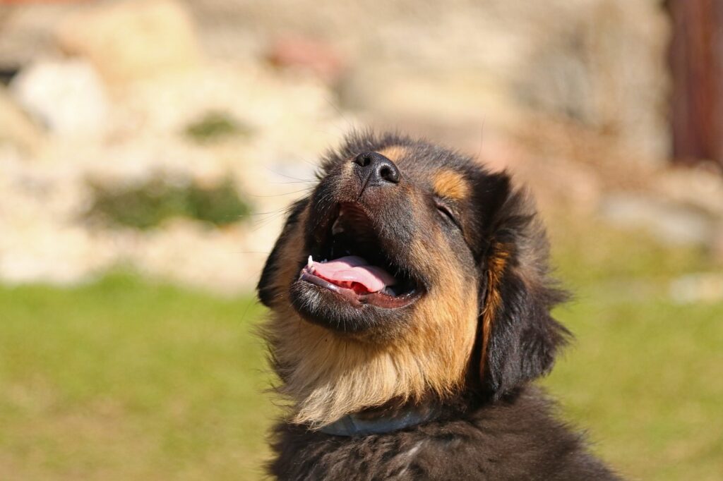 animal, nature, puppy, dog, canine, pet, mammal, fur, iams proactive health puppy food​