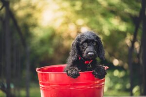 puppy mill dog behavior problems. black dog, pet, bucket, red bucket, puppy, black puppy, adorable, dog, animal, canine, domestic, domestic dog, nature, portrait, dog portrait