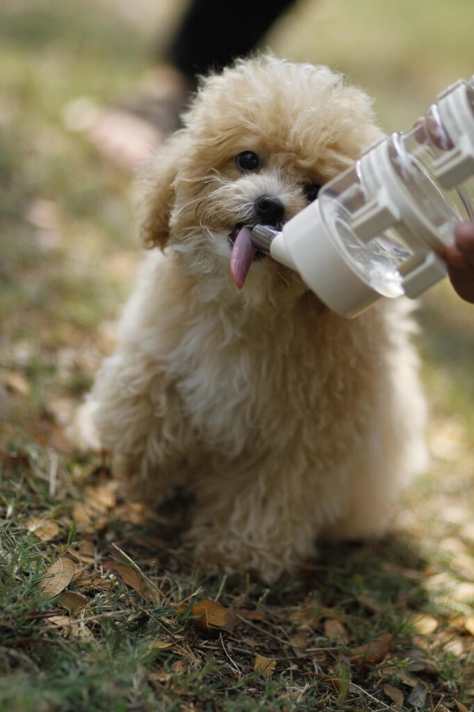 dog, puppy, nature, pet, cute, animal, brown puppy