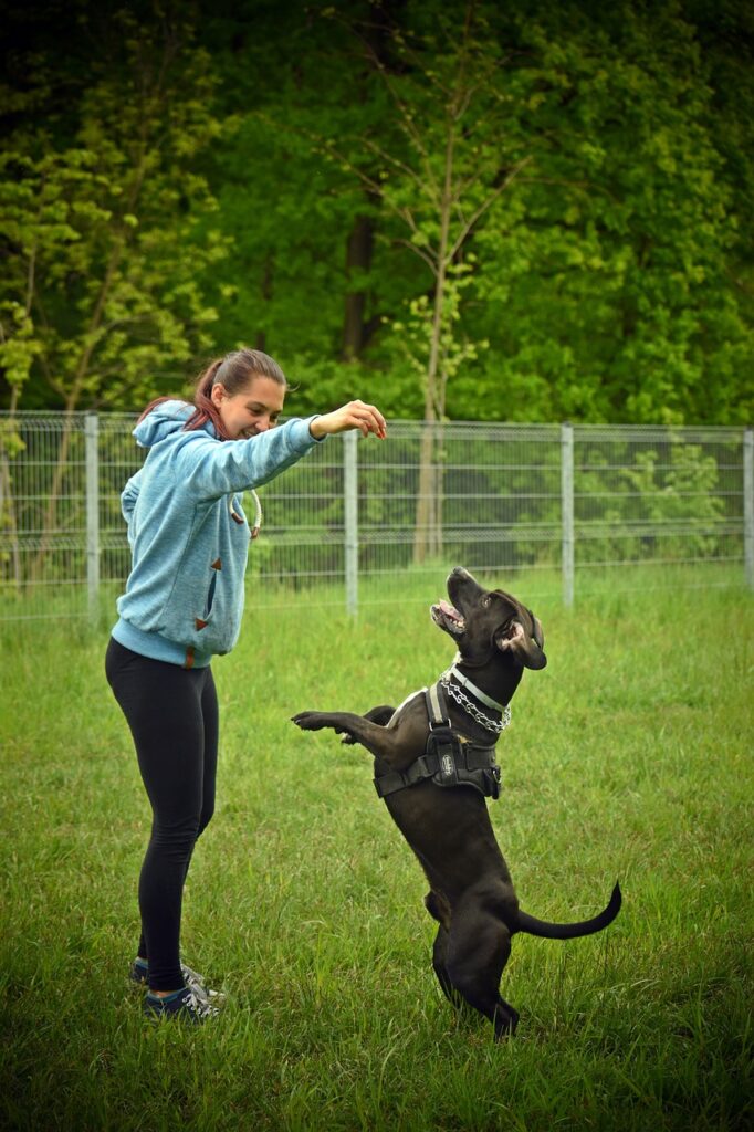 dog, dog training, dog park, woman, animal, park, pet, nature, canine, dog training, dog training, dog training, dog training, dog training
