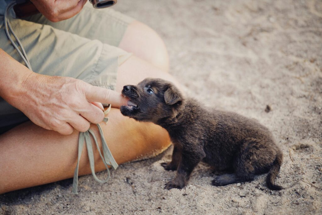 pexels-photo-10624285-10624285 A cute puppy playfully bites a person's finger on a sandy surface, showcasing a warm pet interaction. puppy mill dog behavior problems