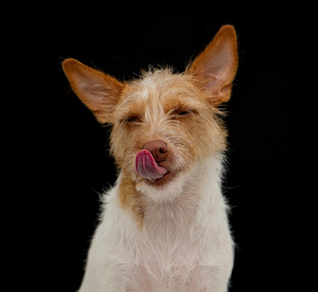 Close-up of a cute dog licking its nose, set against a solid black background.