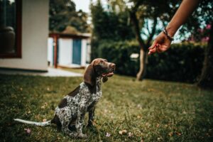Adorable puppy learning commands outdoors with a human hand offering a treat. puppy potty training problems