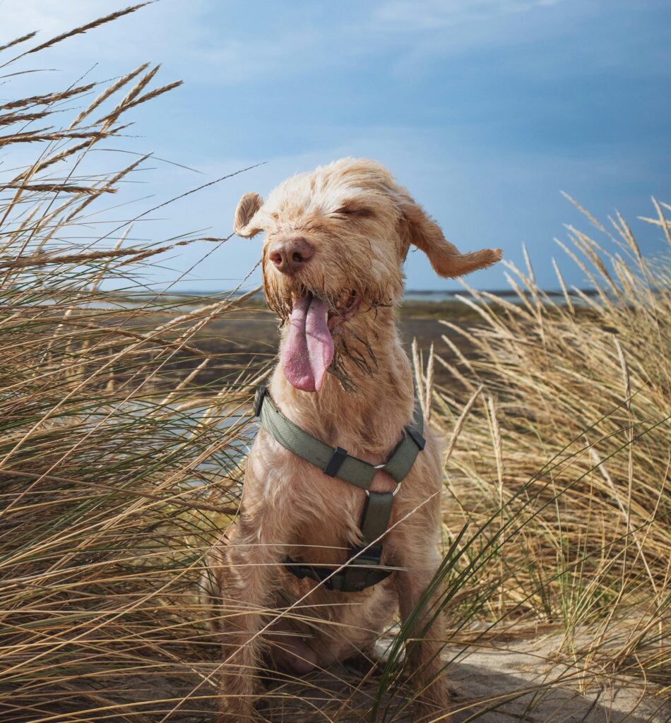 dog car safety harness. A joyful dog with a harness enjoys a sunny day on the coast amidst tall grass.
