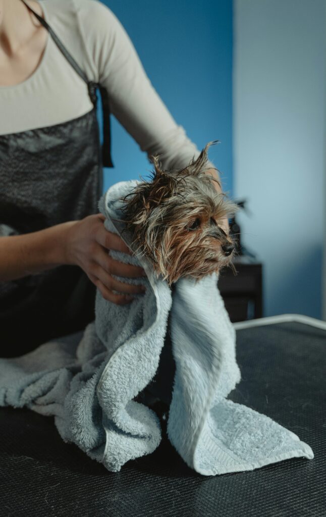 pexels-photo-6131162-6131162 puppy potty training problems