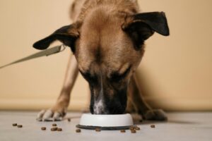A close-up of a brown dog eating kibble from a white bowl indoors. 4health Large Breed Puppy