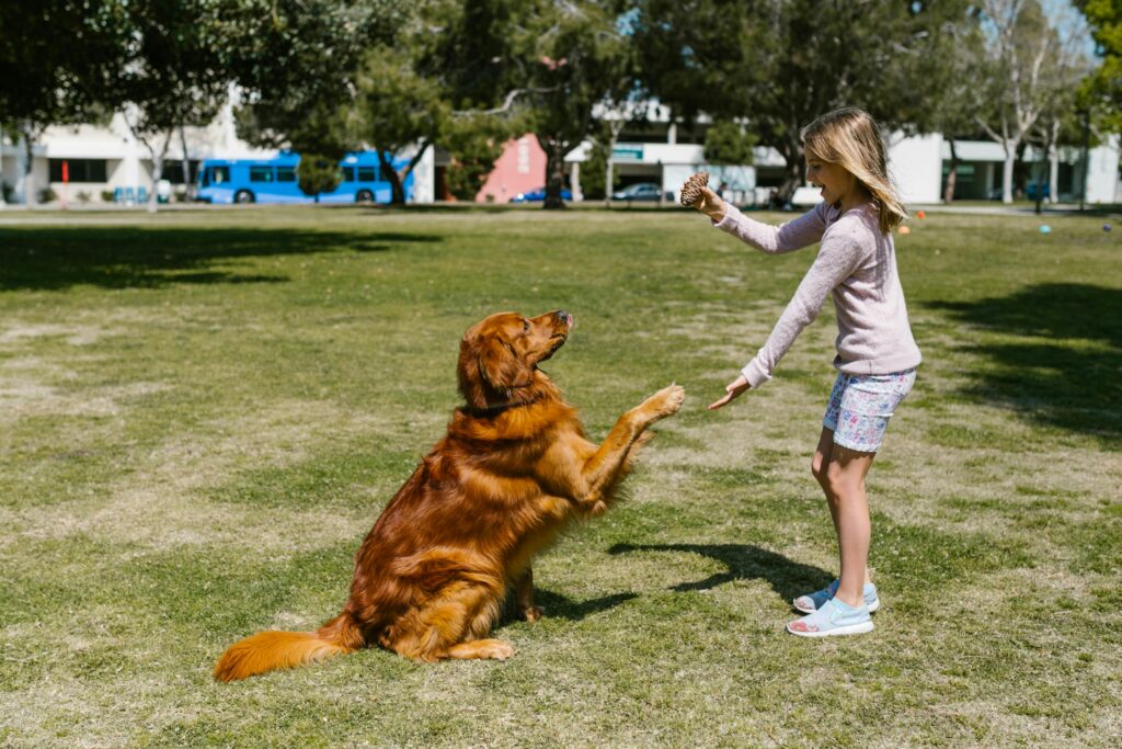 Young girl give puppy independence training with a Golden Retriever outdoors in a sunny park.