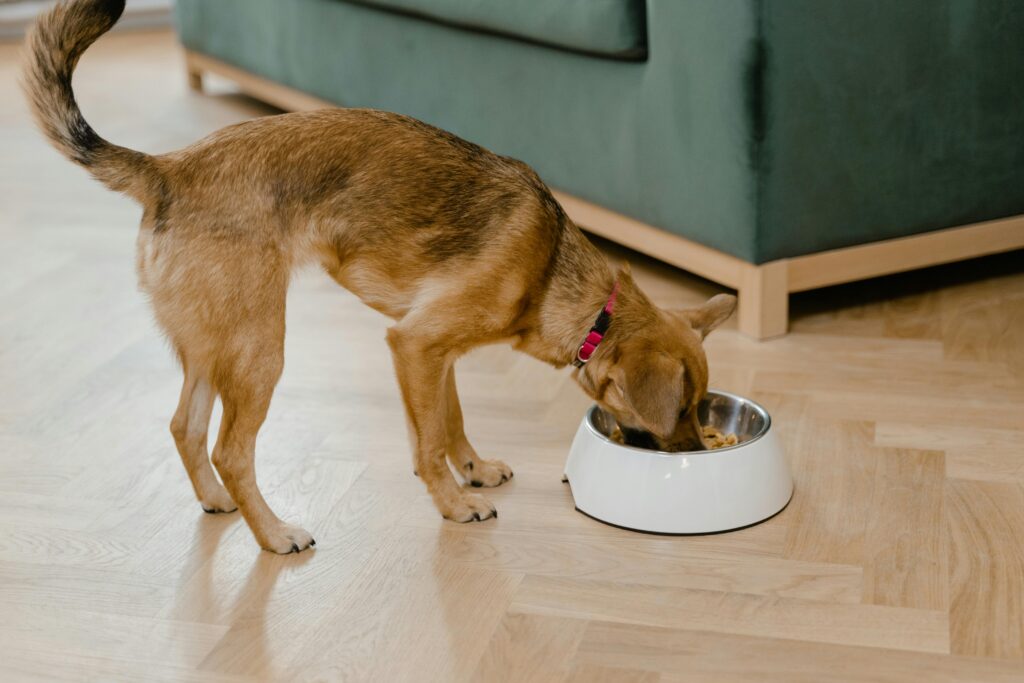 A small brown dog enjoys a meal from its bowl indoors, showcasing cozy living. 4 health large breed puppy