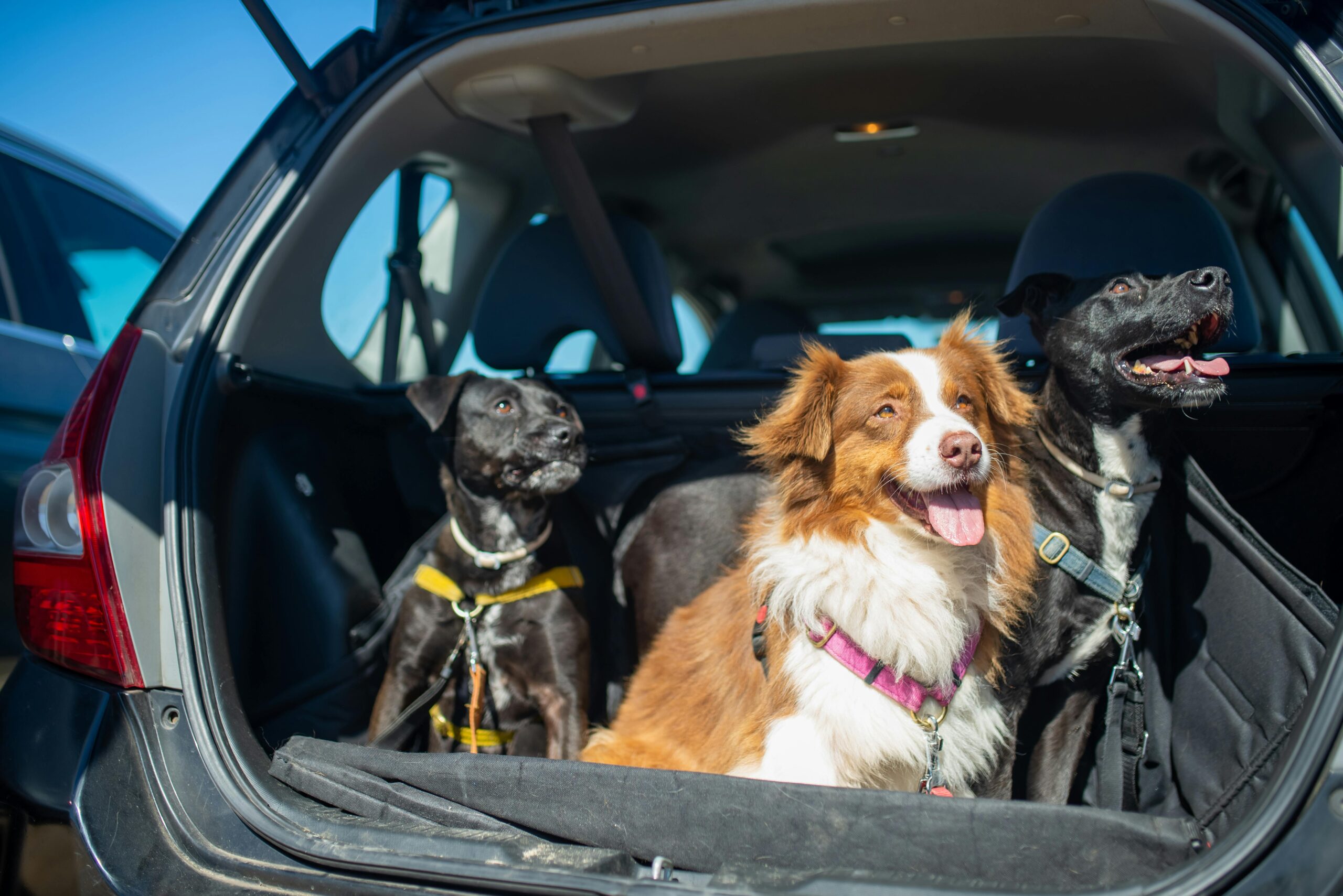 Three happy dogs sitting in a car trunk, ready for a travel adventure. dog car safety harness​