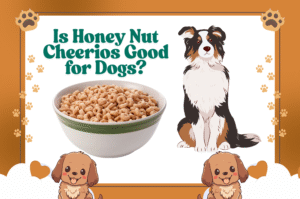 Is Honey Nut Cheerios Good for Dogs?