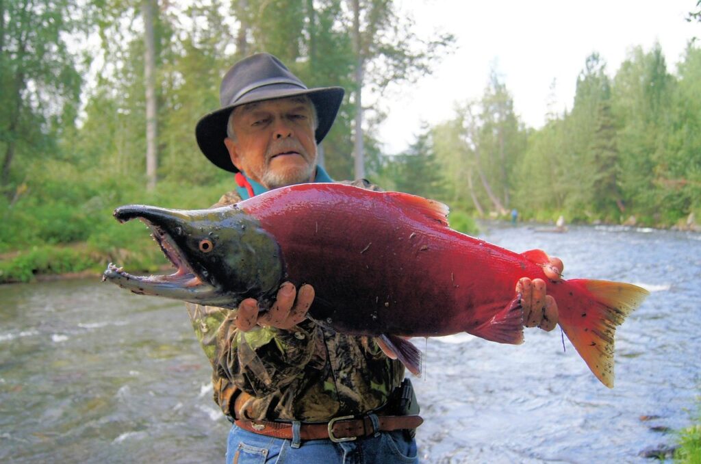 salmon, sockeye, fish, water, nature, outdoors, river, animal, wildlife, spawning, fresh, fishing, salmon, salmon, salmon, salmon, salmon