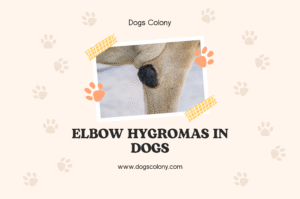 Elbow hygromas in dogs
