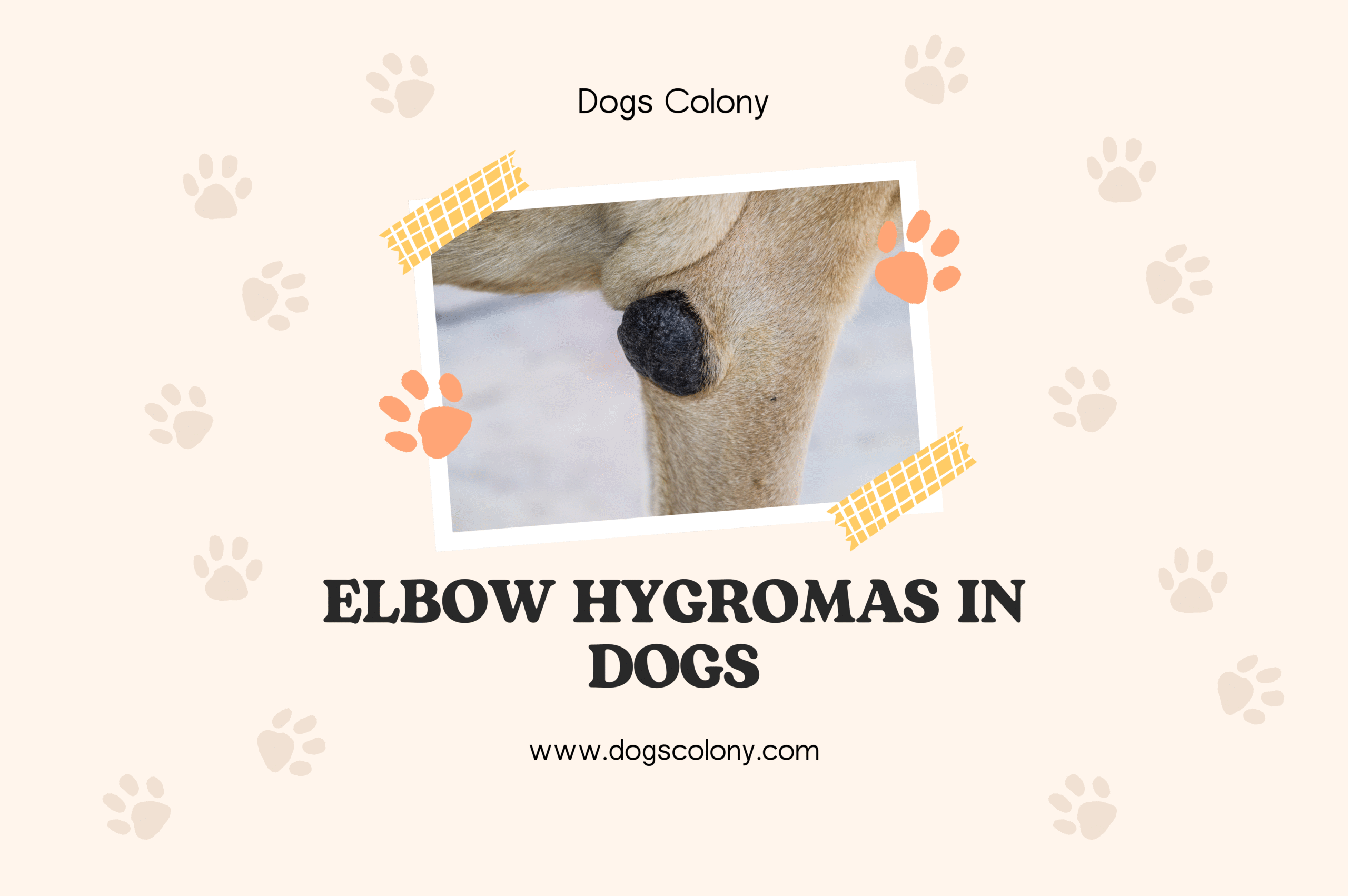 Elbow hygromas in dogs