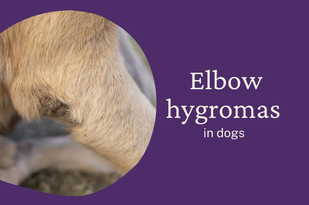 Elbow hygromas in dogs