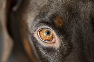 dog's eyes are swollen