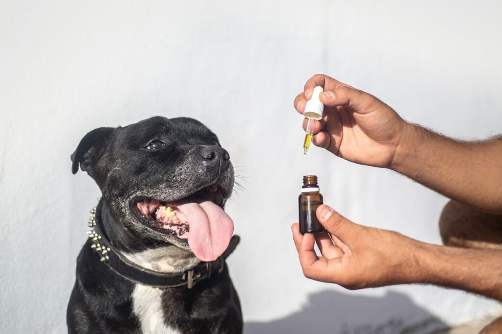 cbd oil dogs, cbd oil pets, hemp oil dog, animal, dog, staffy, pet, staffordshire bull terrier