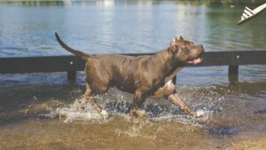 A playful pitbull runs through shallow water, splashing joyfully under a clear sky.