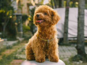 Red Poodle Sitting