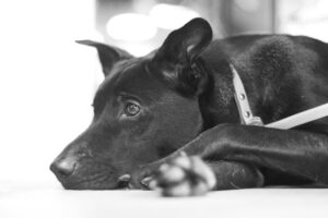 dog anal gland discharge
