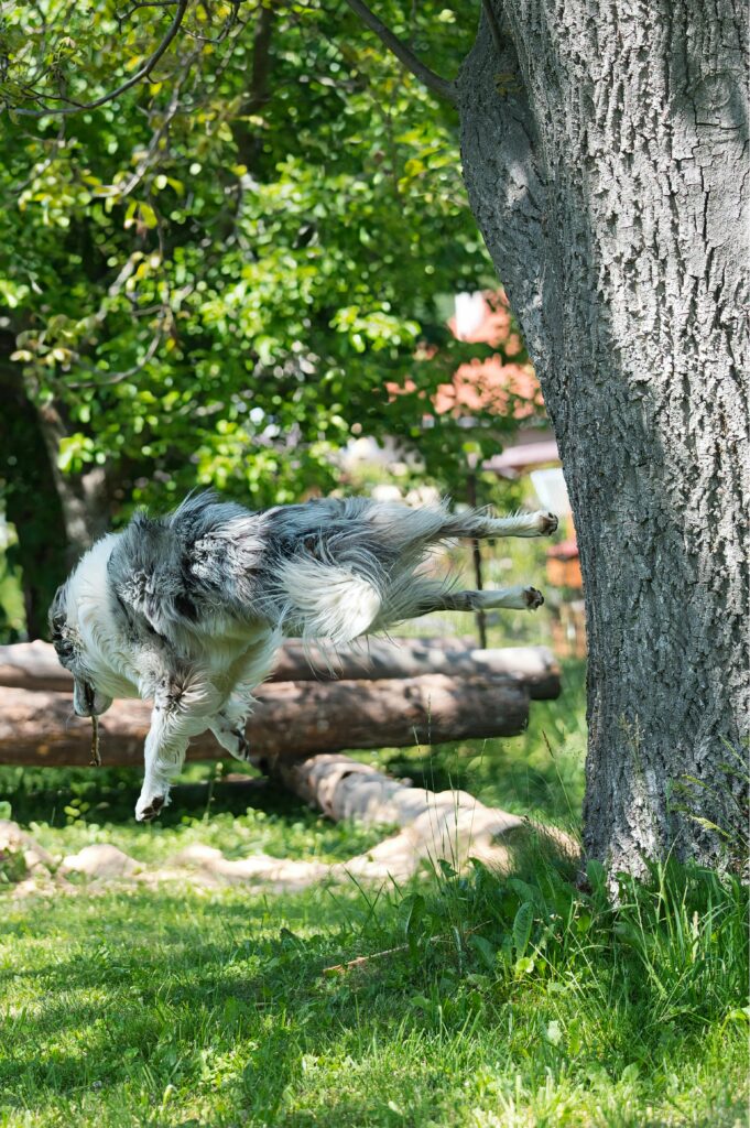 A lively border collie jumps playfully in a sunny park, showcasing agility and joy.