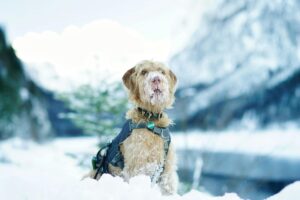 hypothermia in dogs