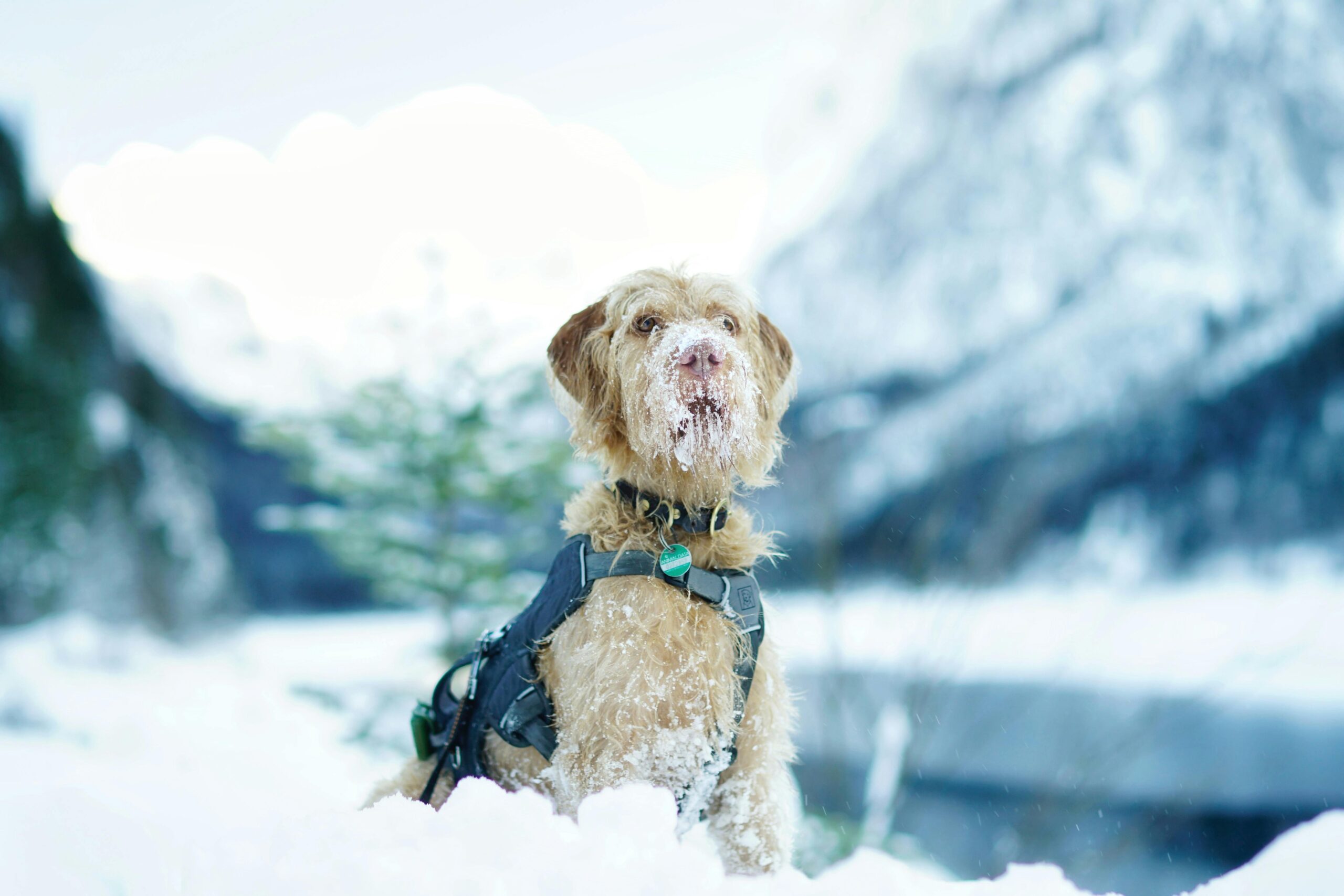hypothermia in dogs